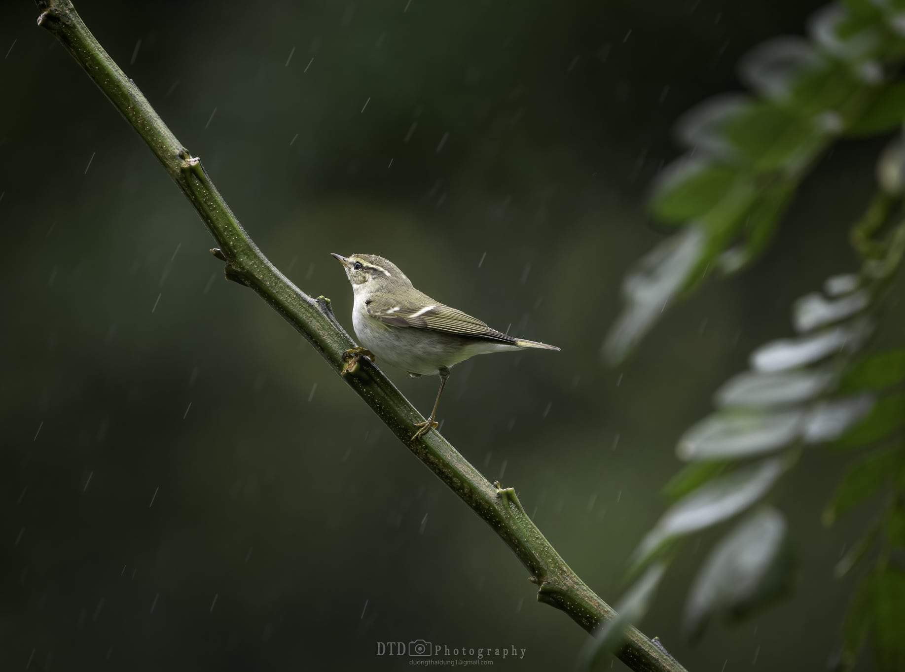 Birds At Banyan Tree Lang Co