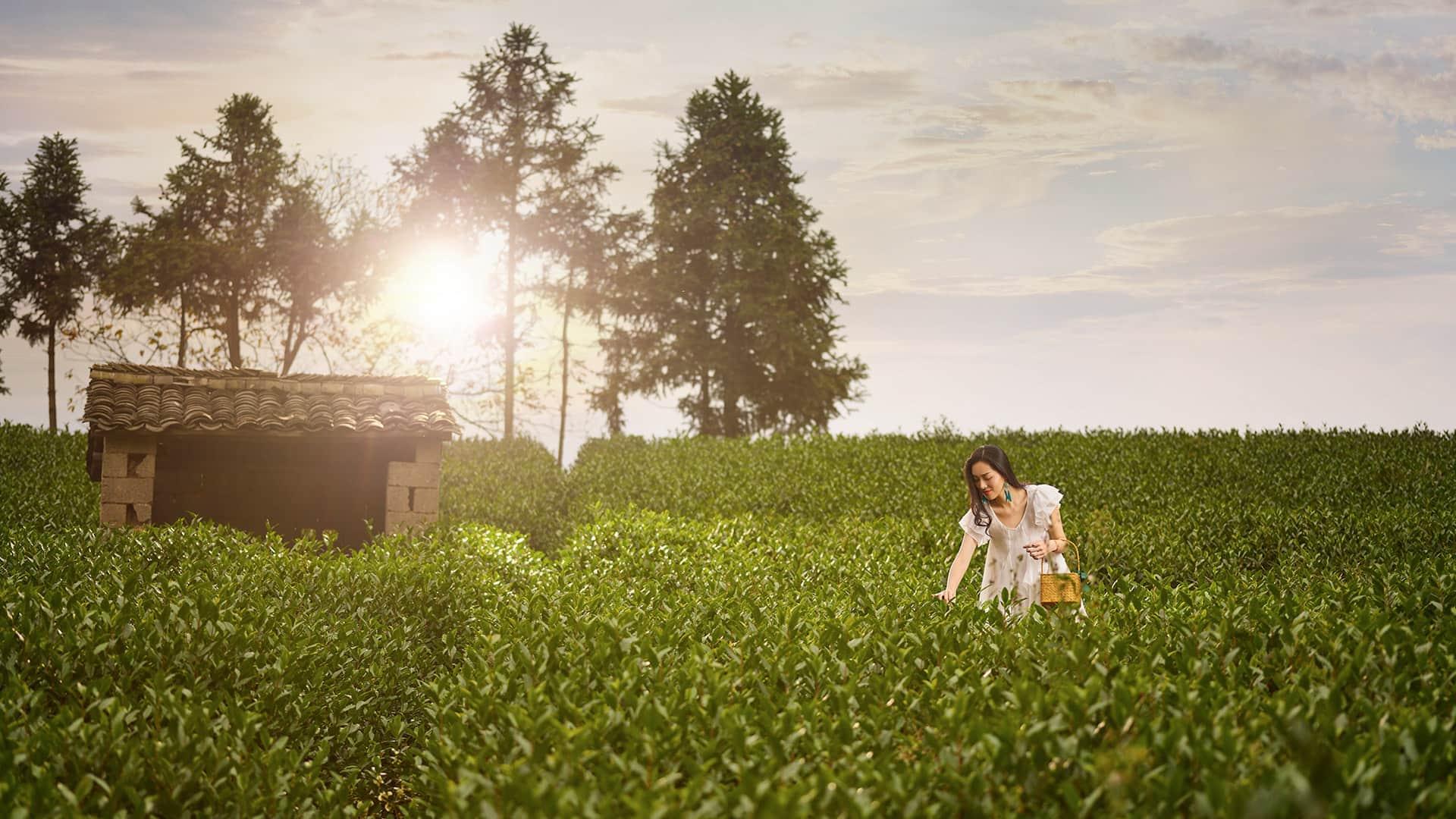 Hangzhou Tea Plantation Cultural Experiences in Banyan Tree Anji China