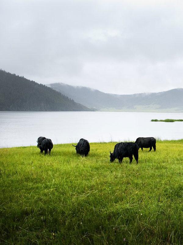 Luxury Resort in Shangri-La, Yunnan China | Banyan Tree Ringha