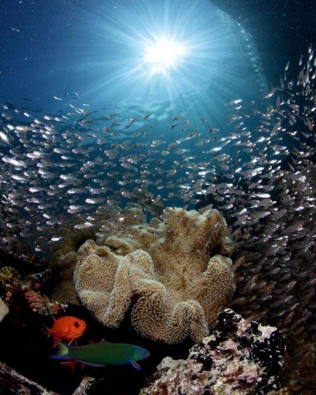 Banyan Tree Maldives Vabbinfaru Experiences - Underwater