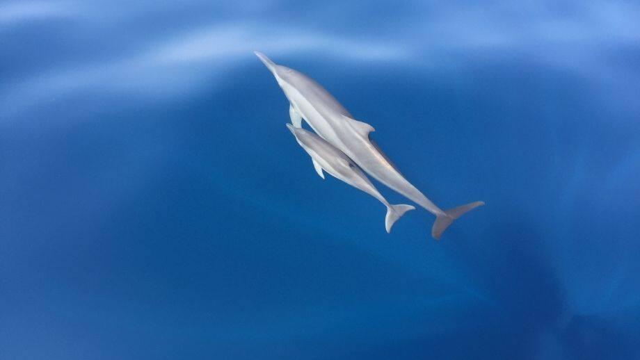 Banyan Tree Vabbinfaru Maldives Dolphin Cruise