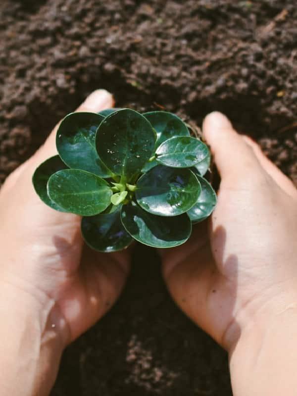 banyan tree, sustainability, stay for good, tree planting
