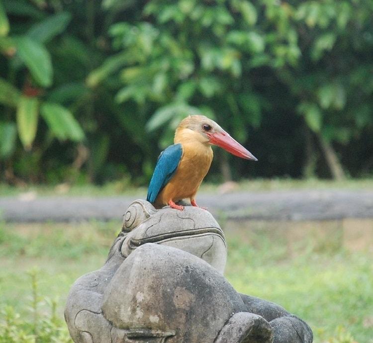 stay for good, birdwatching, nature, outdoors