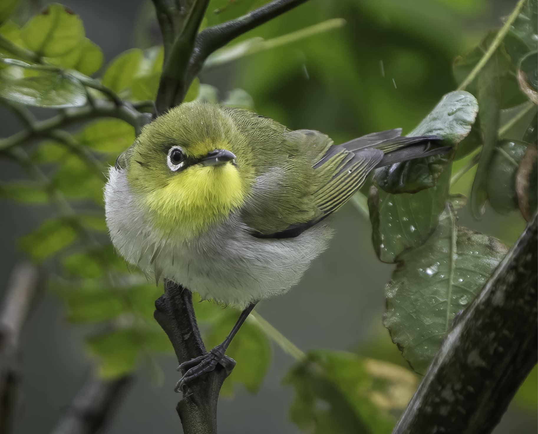 Birds at Banyan Tree Lang Co