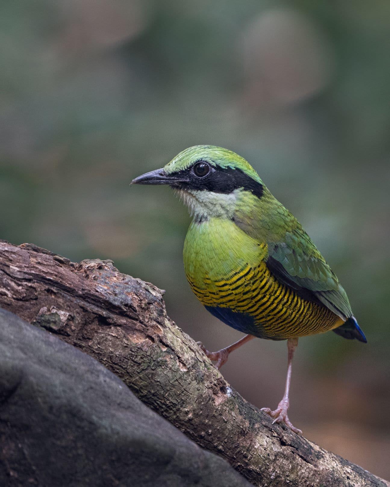 BAR-BELLIED PITTA