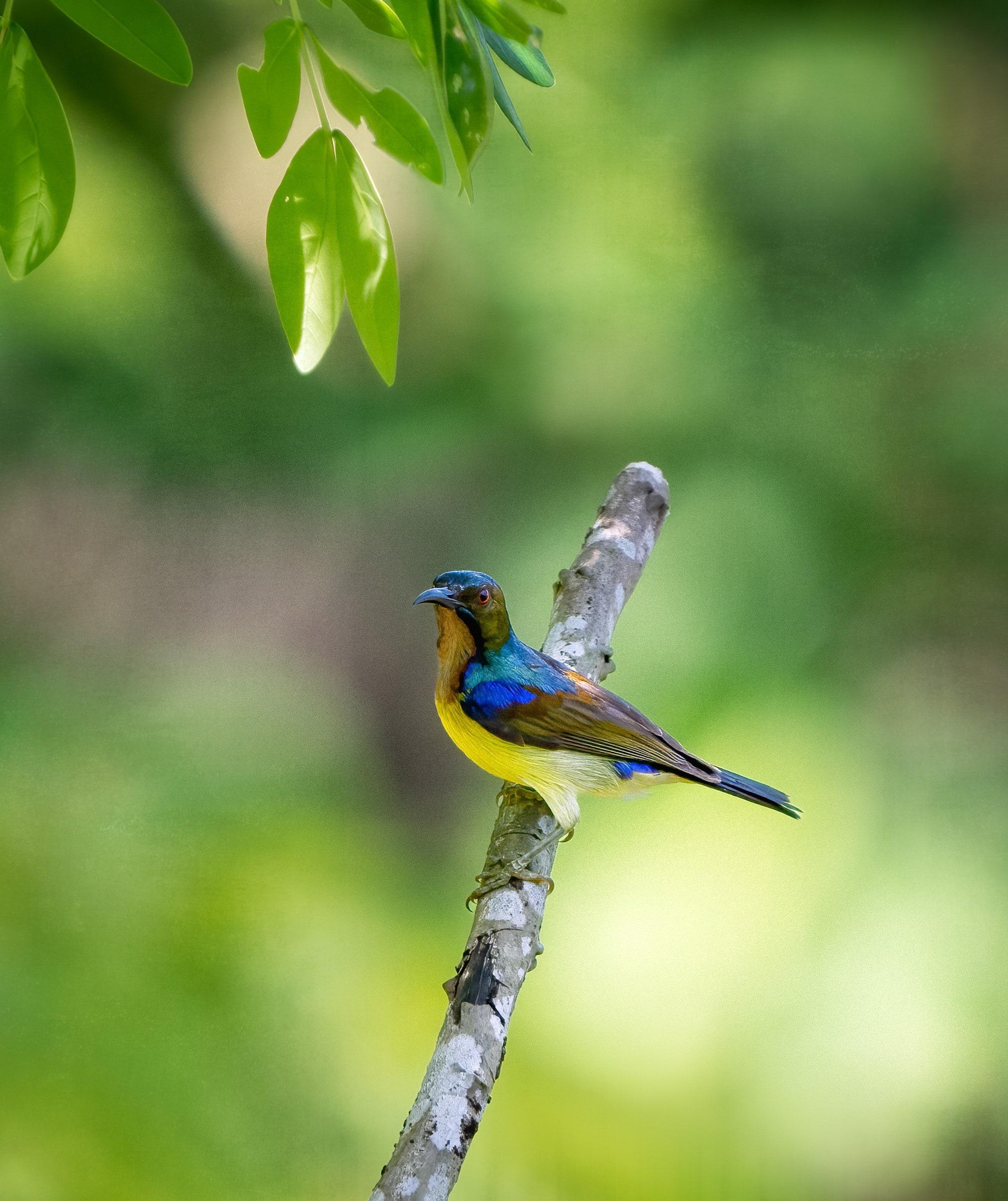 BROWN-THROATED SUNBIRD 