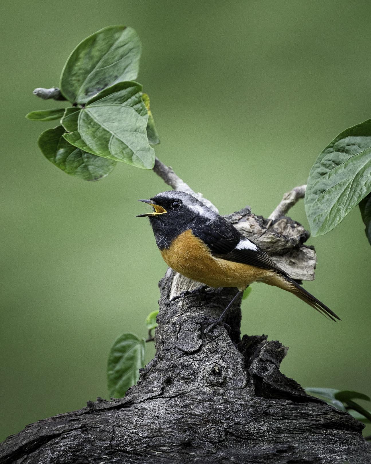 DAURIAN REDSTART