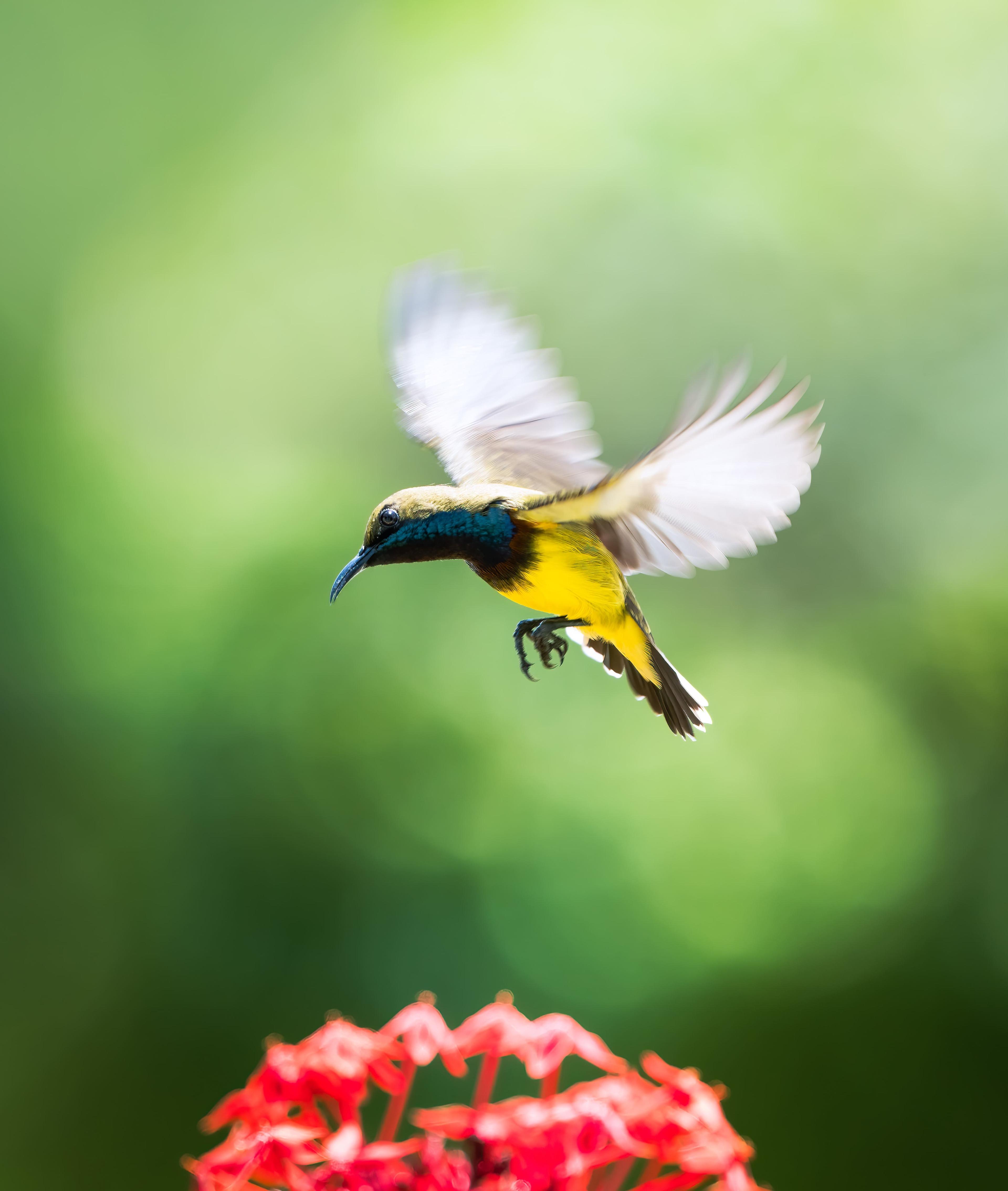 OLIVE-BACKED SUNBIRD