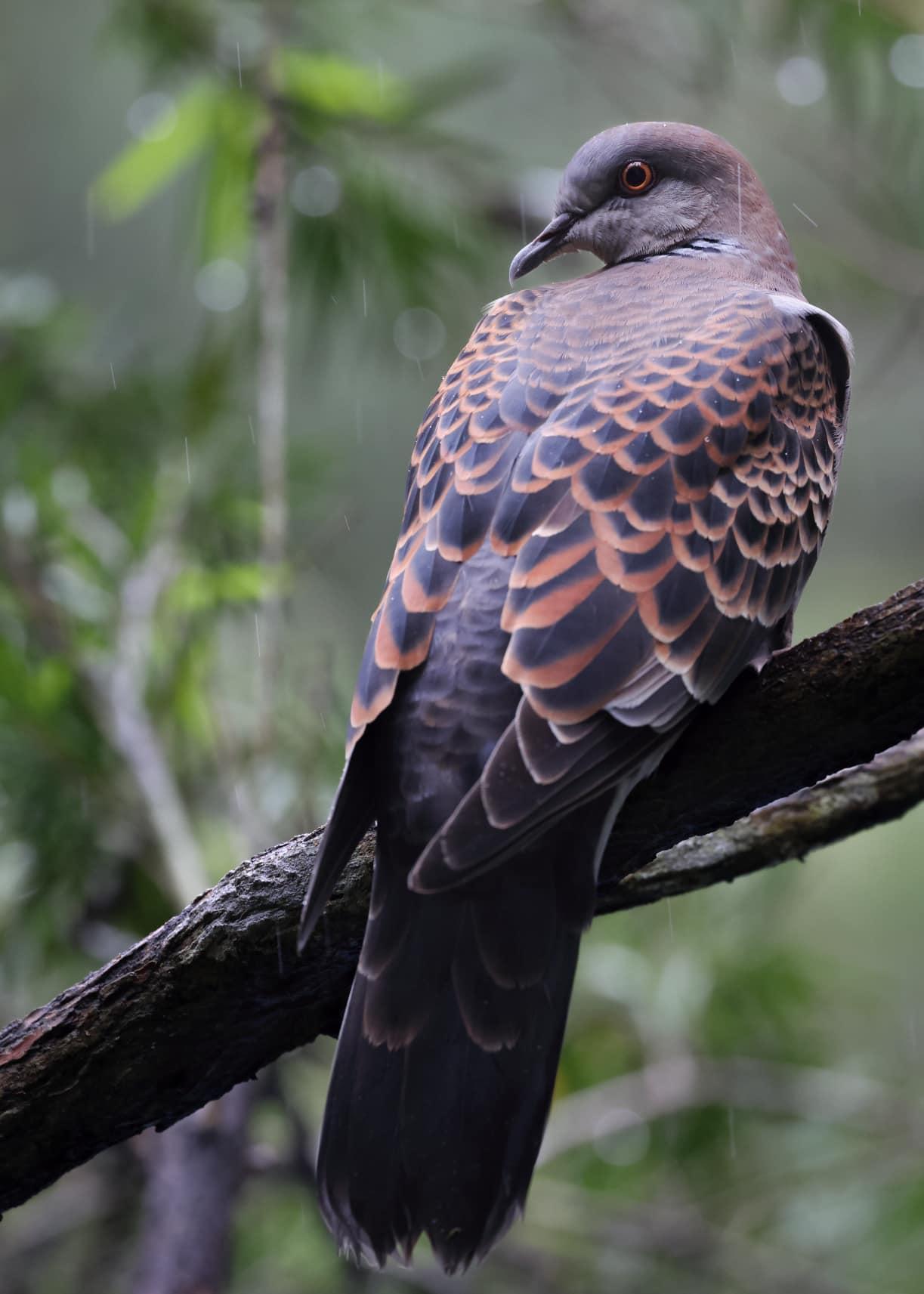 ORIENTAL TURTLE DOVE at Banyan Tree Lang Co