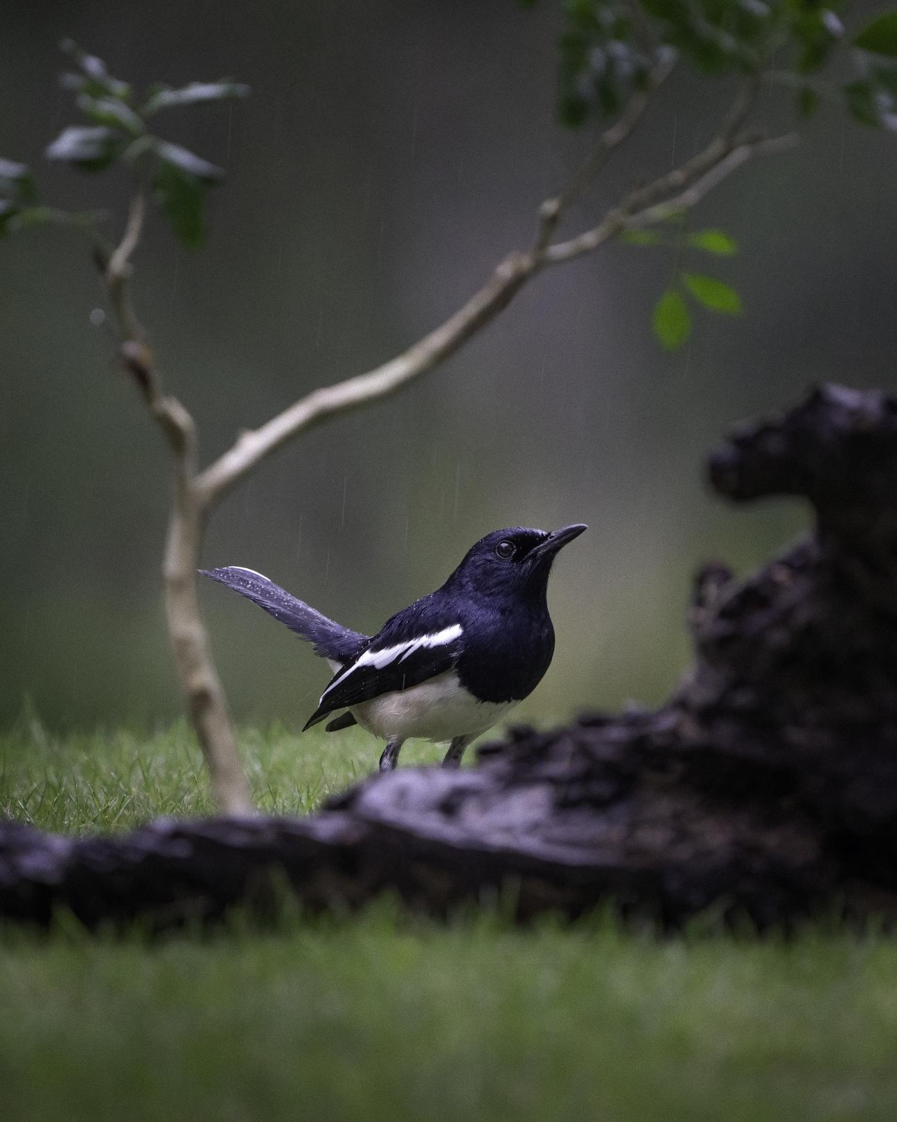 ORIENTAL MAGPIE-ROBIN at Banyan Tree Lang Co