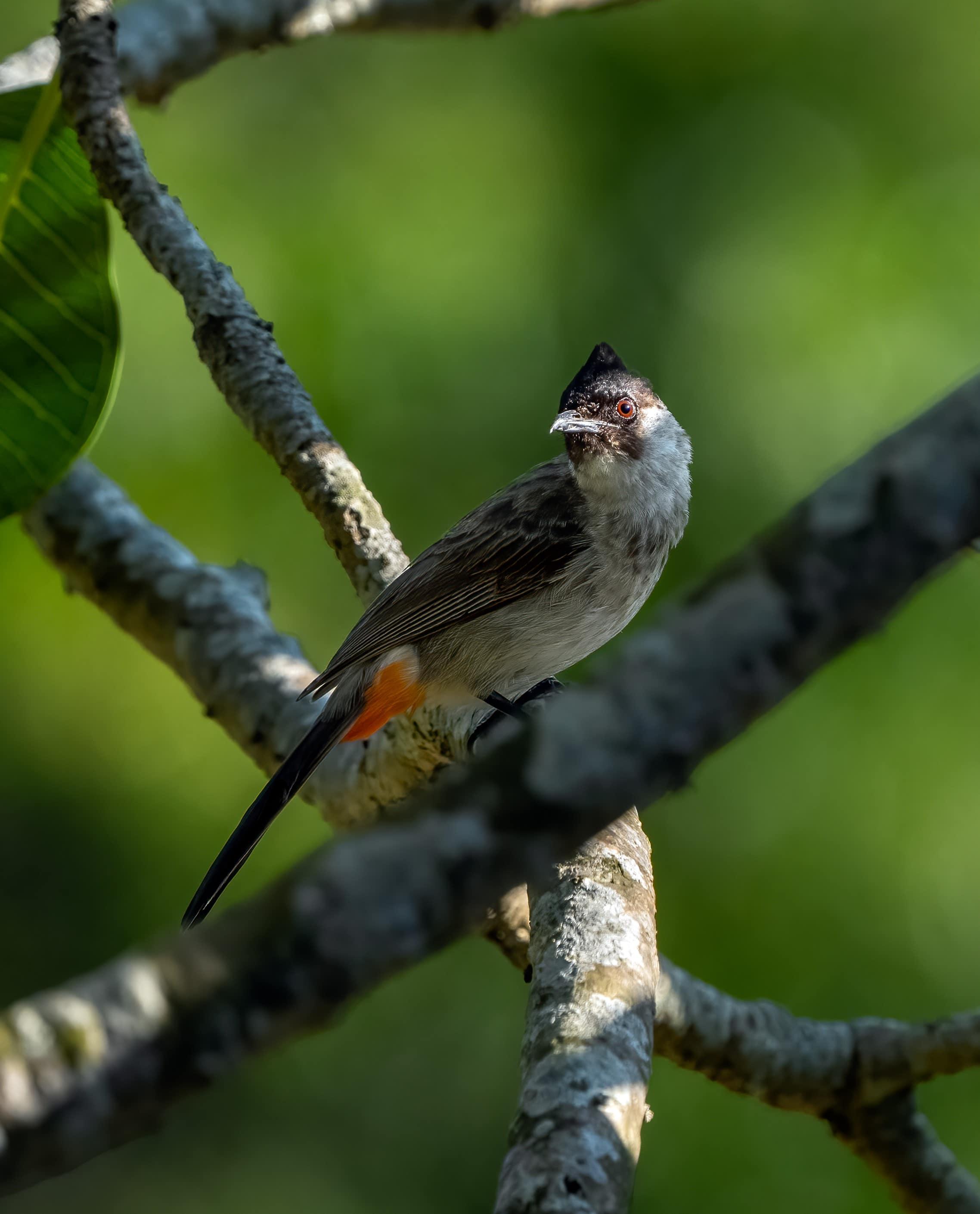 RED-WHISKERED BULBUL