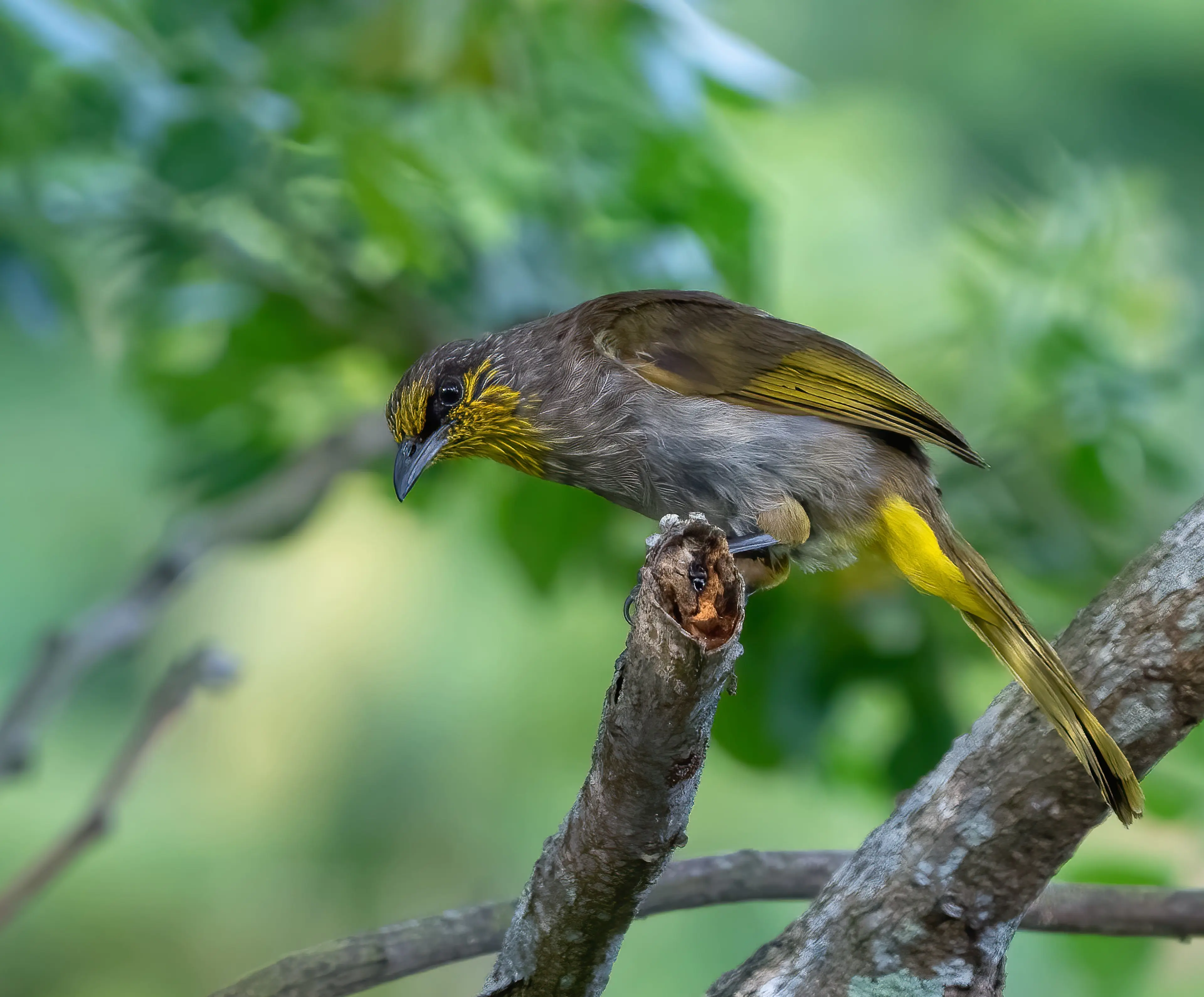 STRIPE-THROATED BULBUL