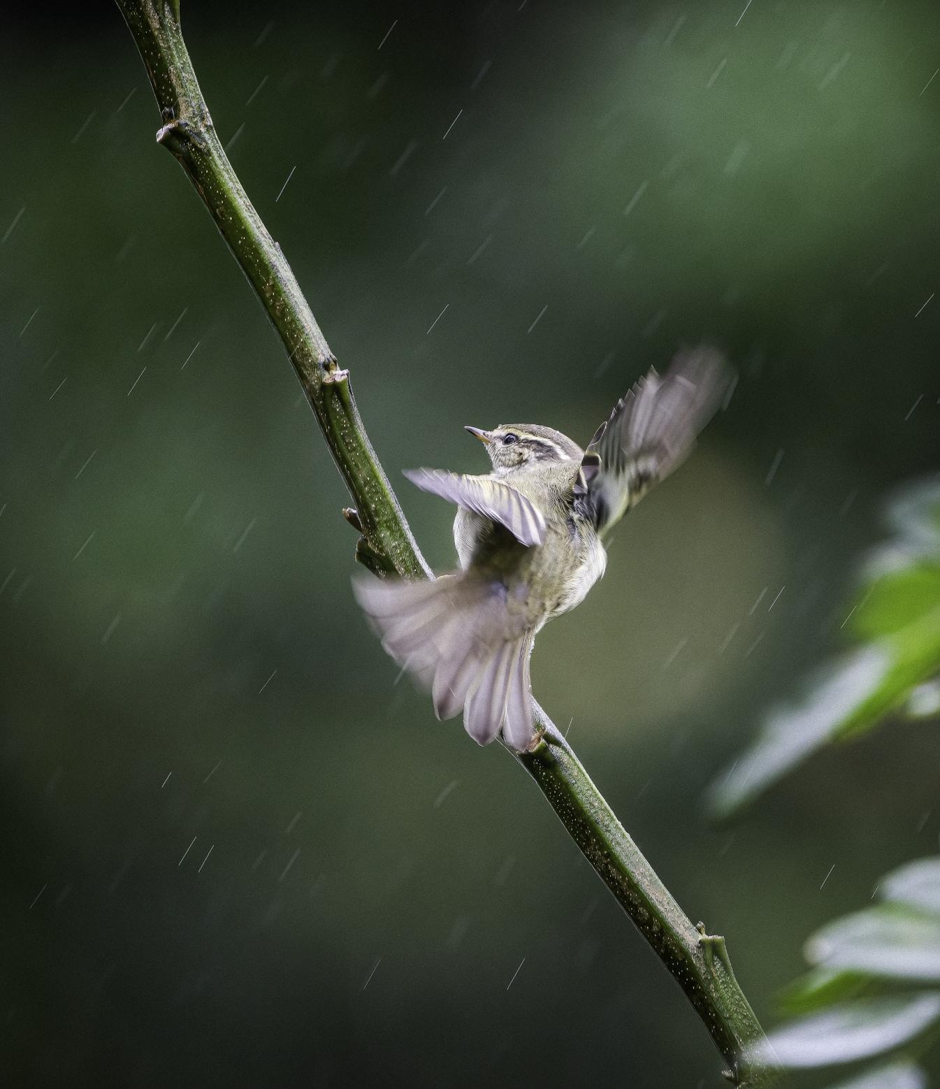 WHITE-TAILED FLYCATCHER at Banyan Tree Lang Co