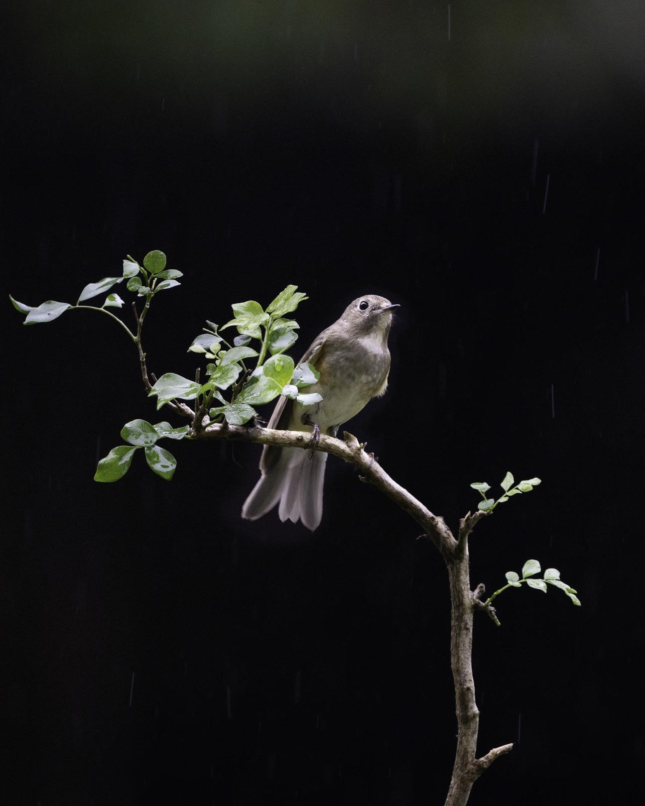 WHITE-TAILED FLYCATCHER 