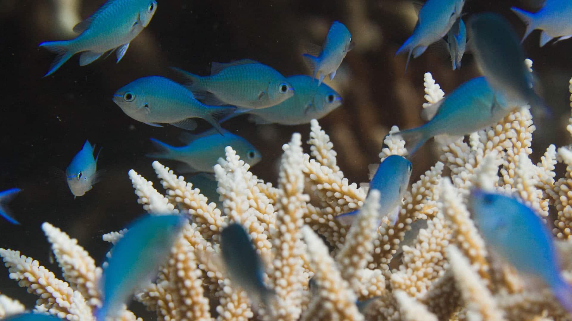 Dhawa's House Reef