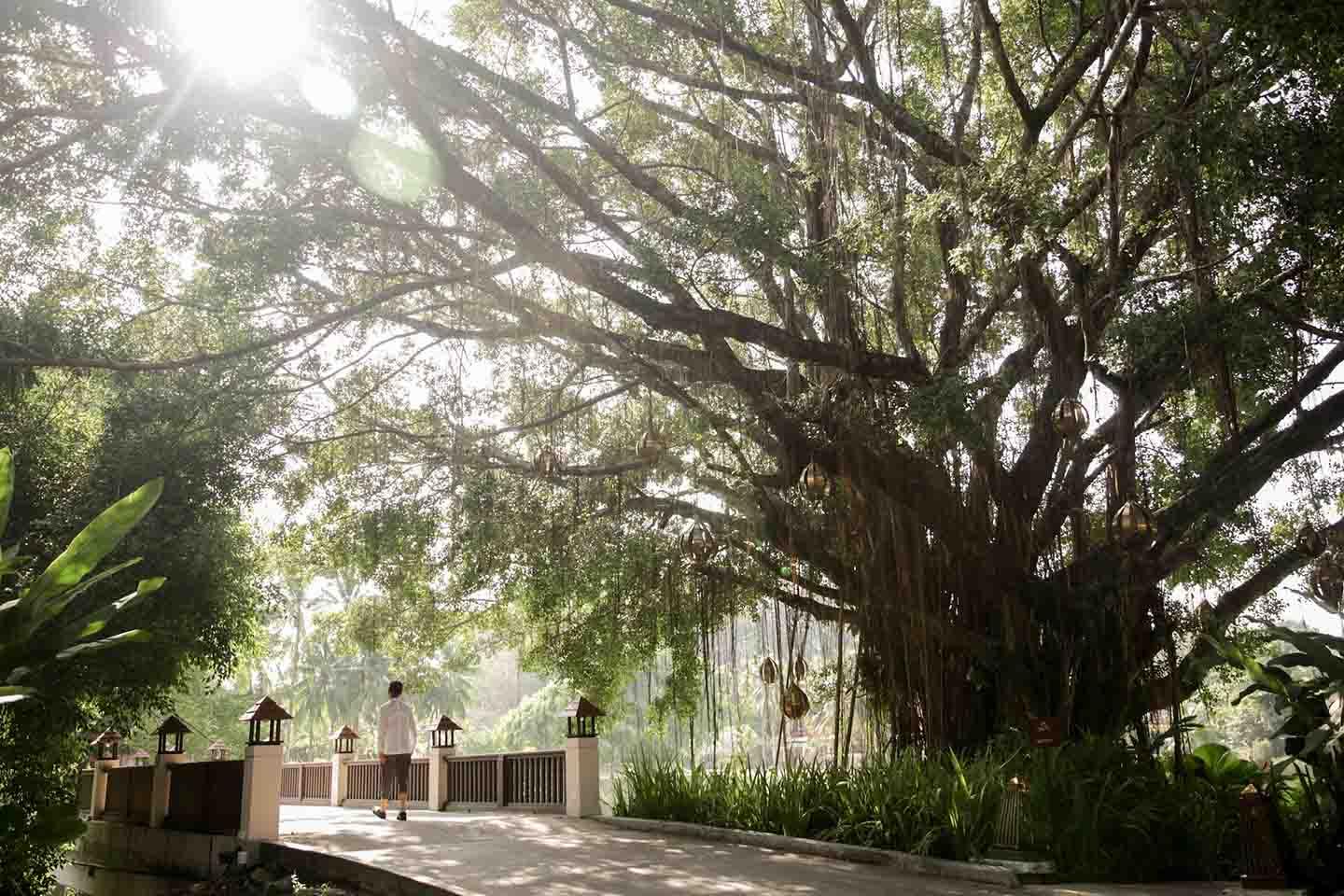 under the banyan tree