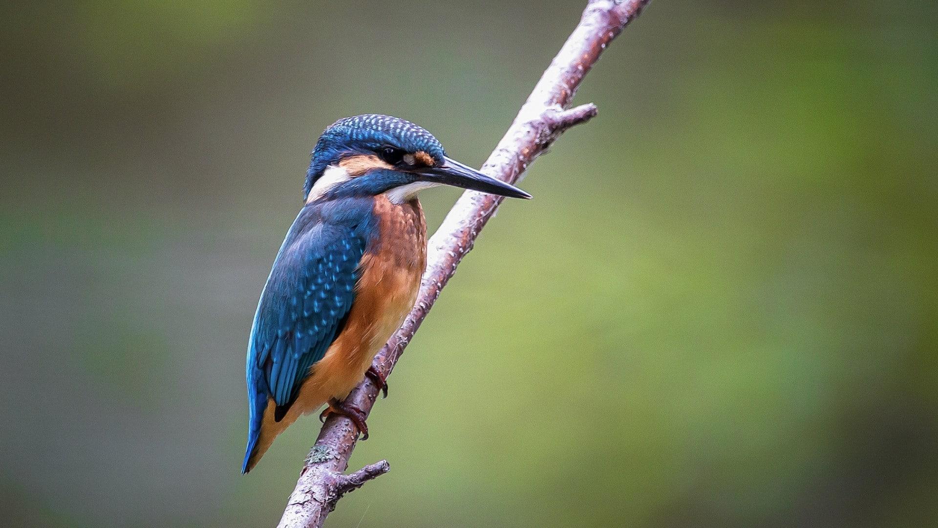 Kingfisher 