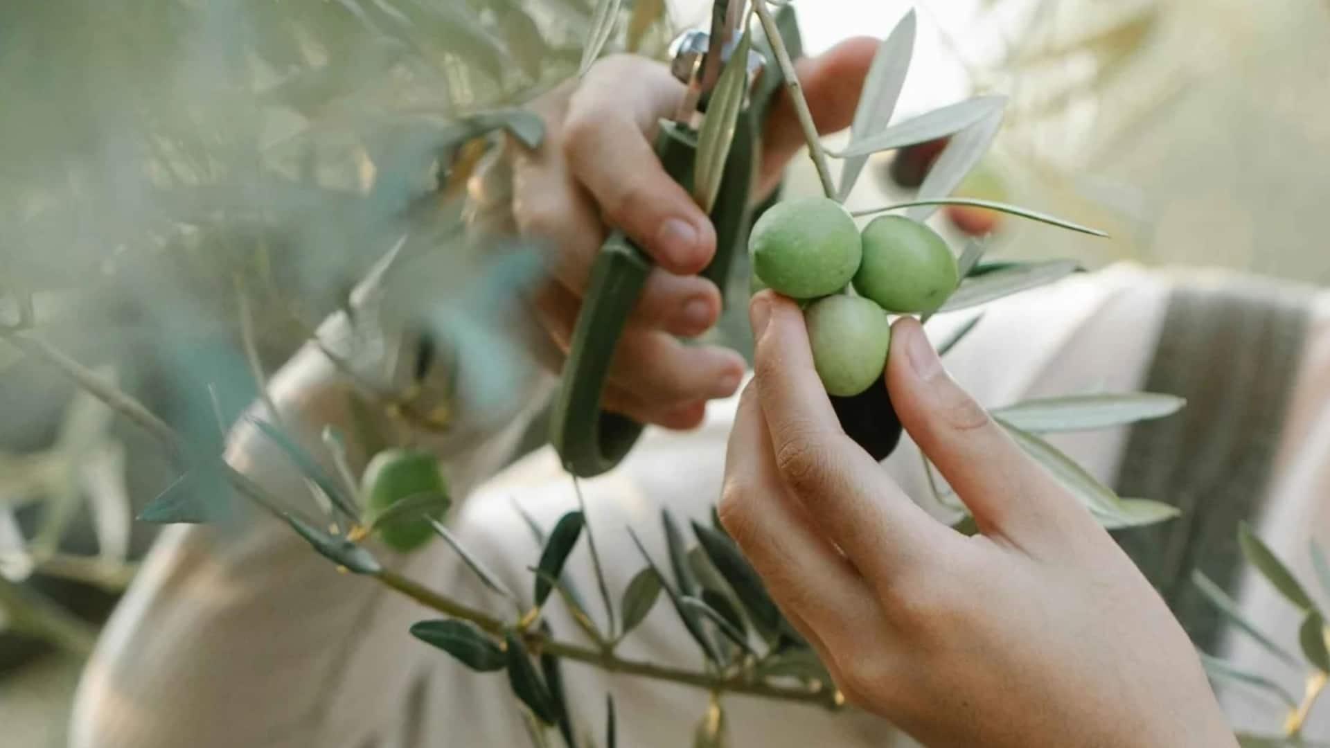 Olive Branch
