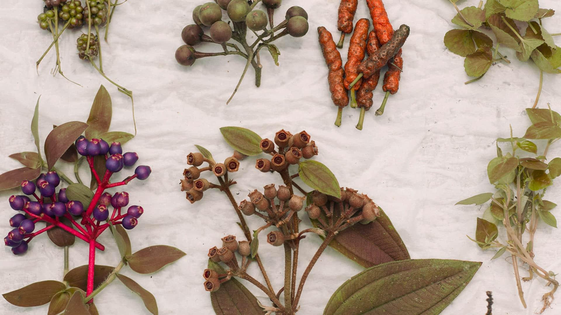 Jamu Spices