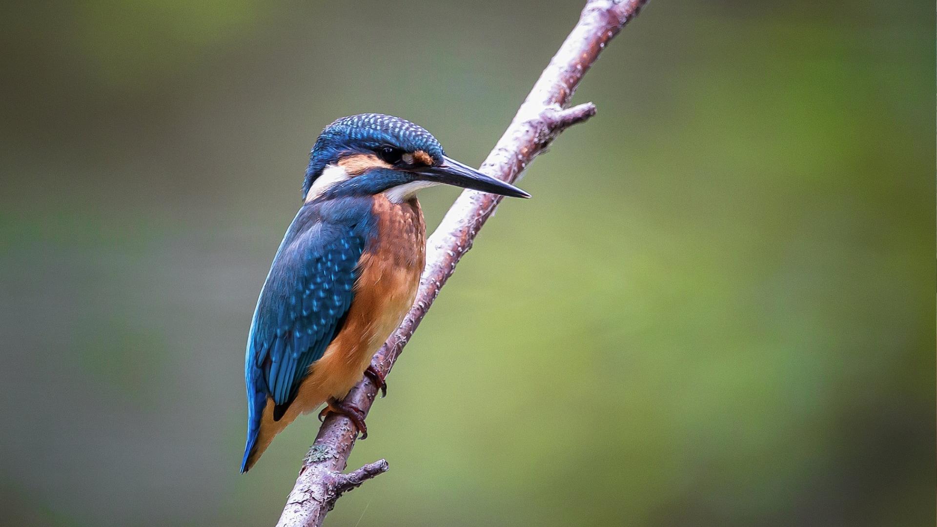 Mandai Rainforest Resort by Banyan Tree -kingfisher