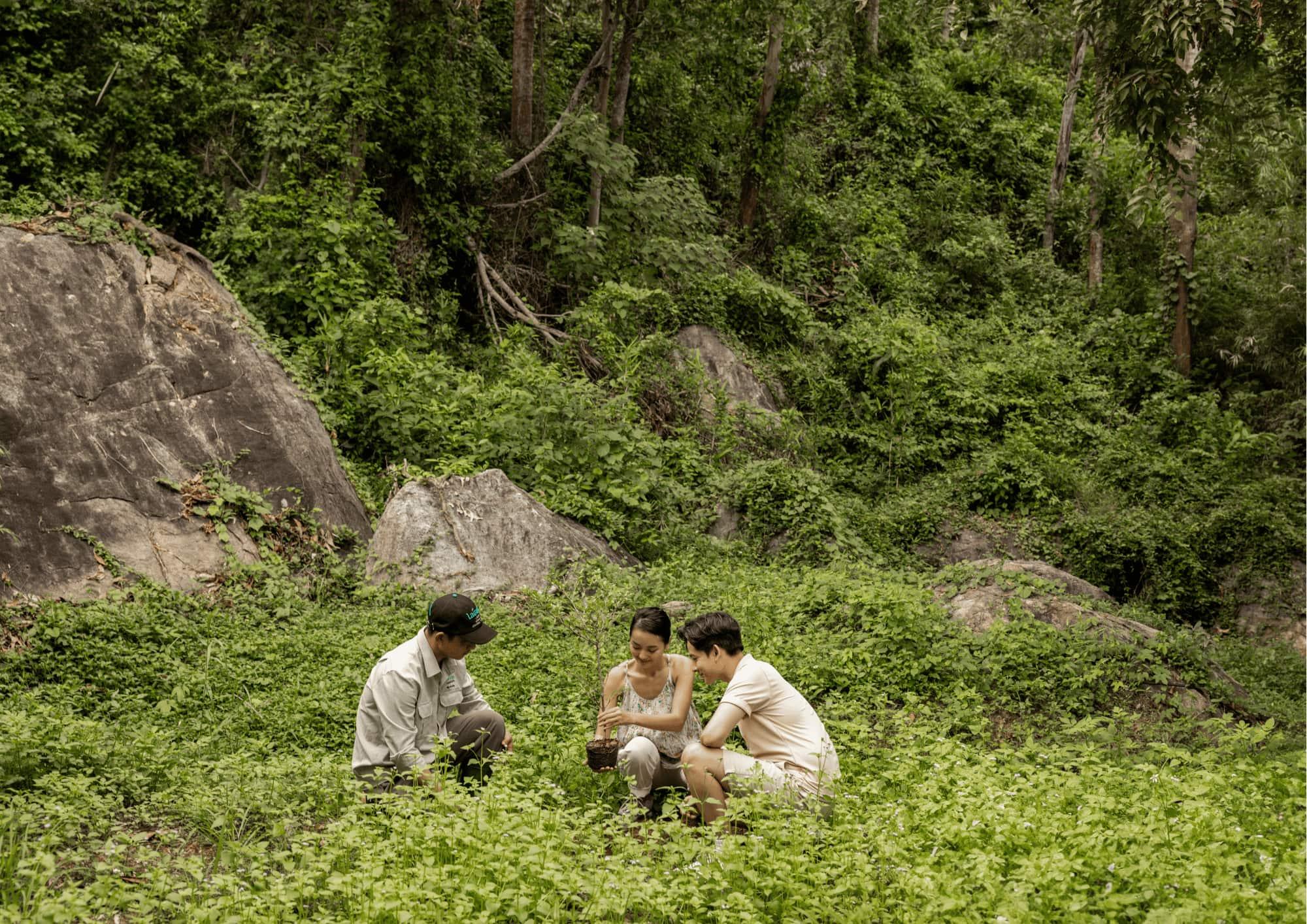banyan tree lang co