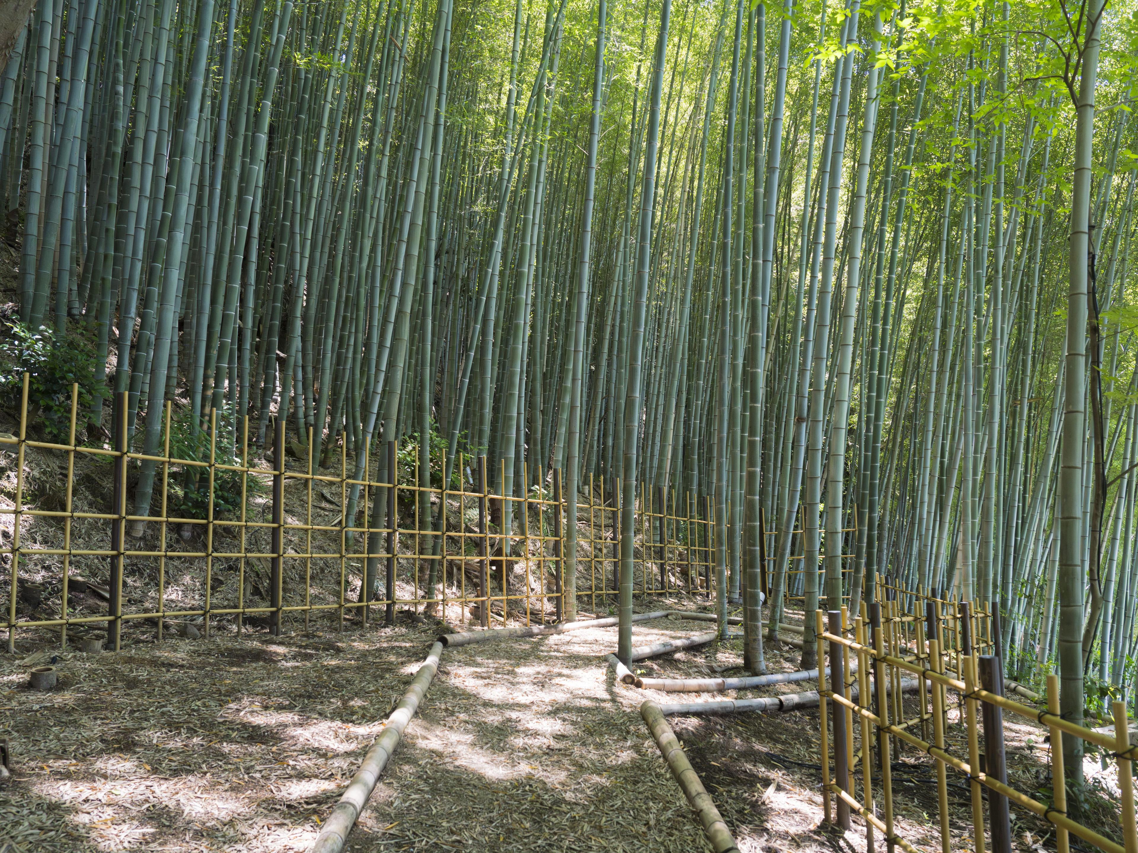 Banyan Tree Higashiyama Kyoto Bamboo Garden