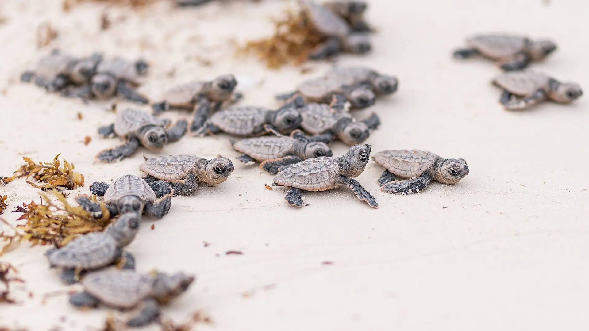 Baby sea turtles being released to the ocean