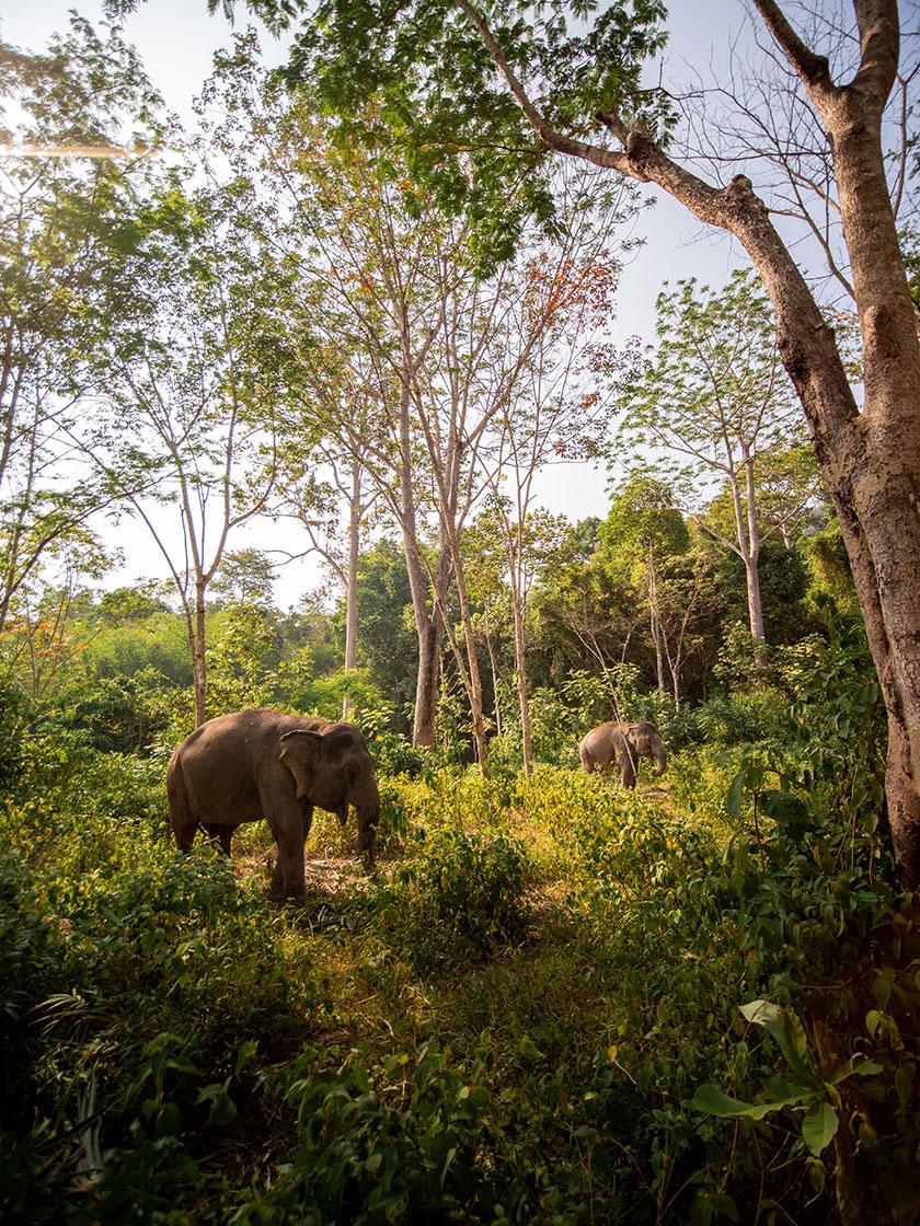 Banyan Tree Thailand Phuket - Phuket Elephant Sanctuary