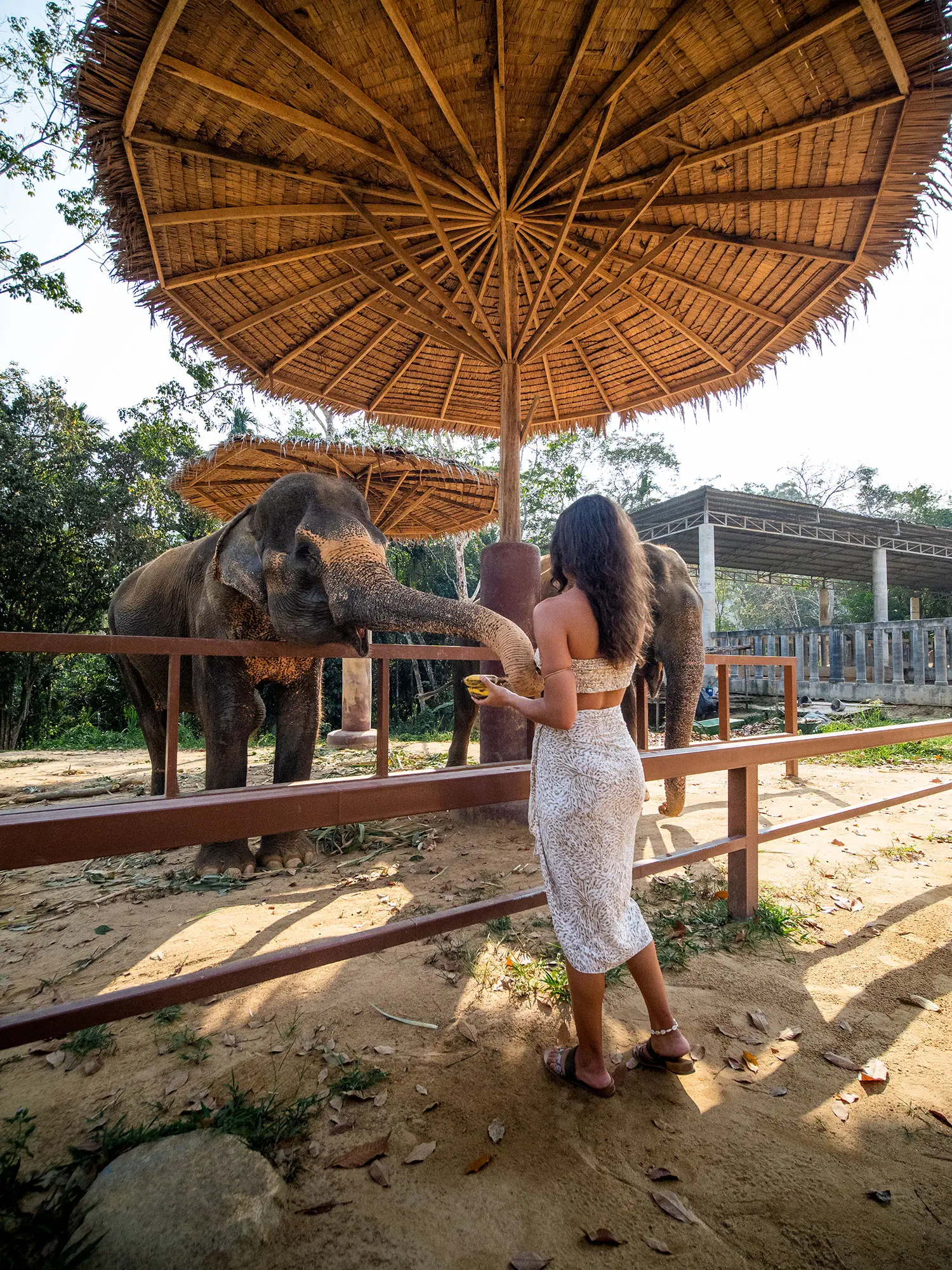 Banyan Tree Thailand Phuket Gallery - Phuket Elephant Sanctuary Feeding