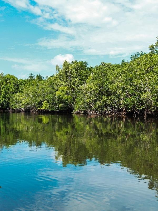 bintan, banyan tree, mangrove, destination
