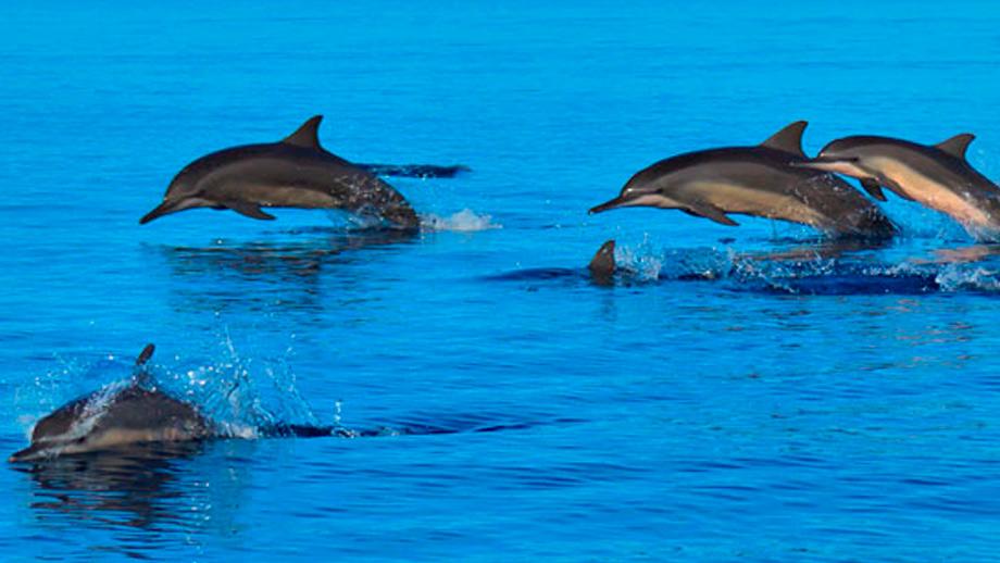 exp-itinerary-dolphins.jpg