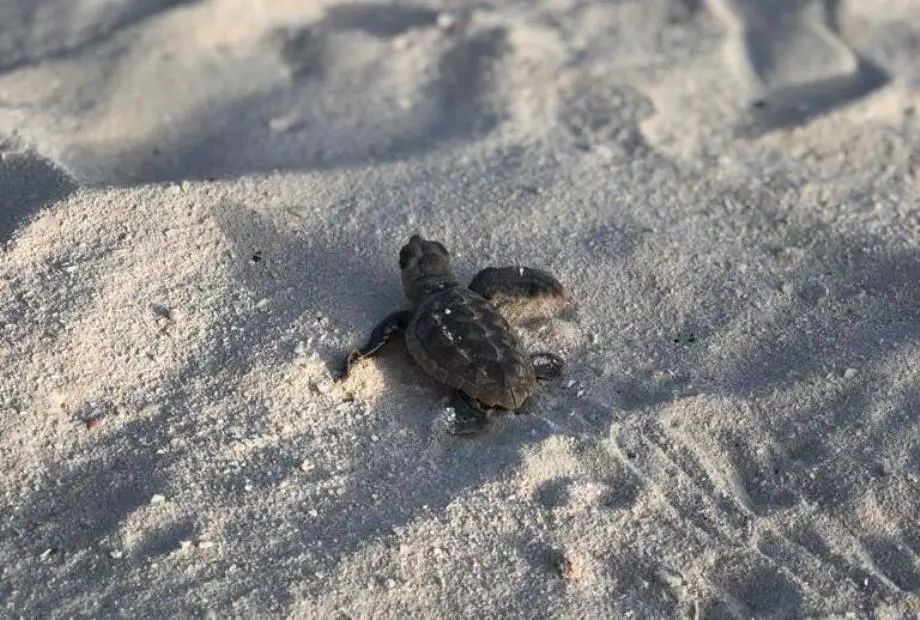 BTMXMY-sea-turtle