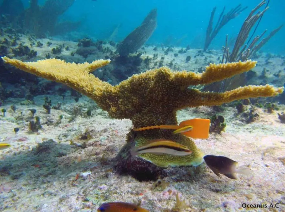 BTMXMY-Reef-conservation
