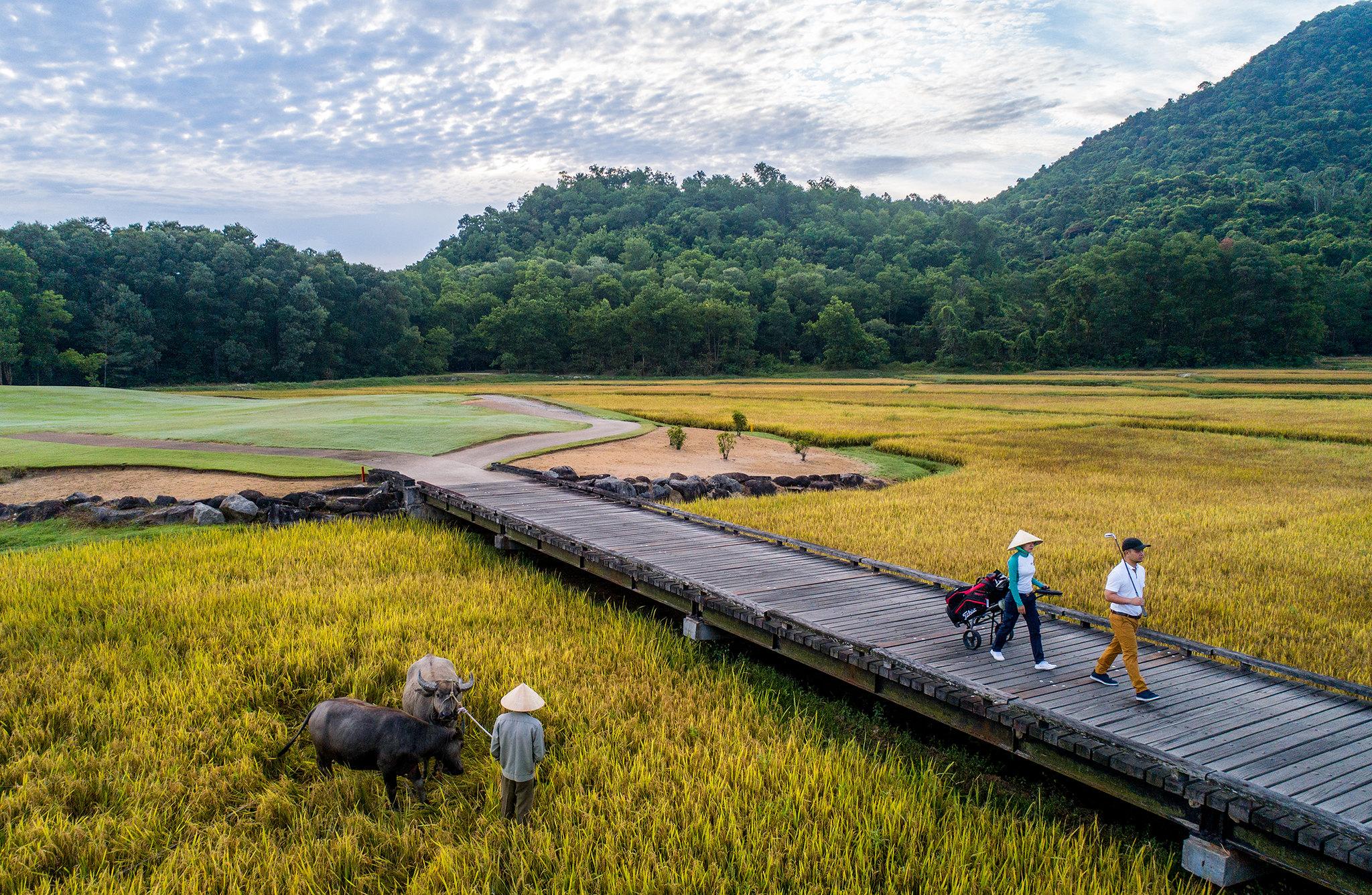 Rice Field at Laguna Golf Lang Co