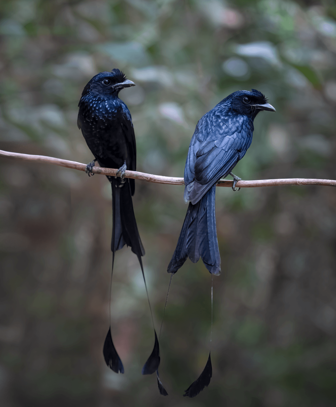 GREATER RACKET-TAILED DRONGO