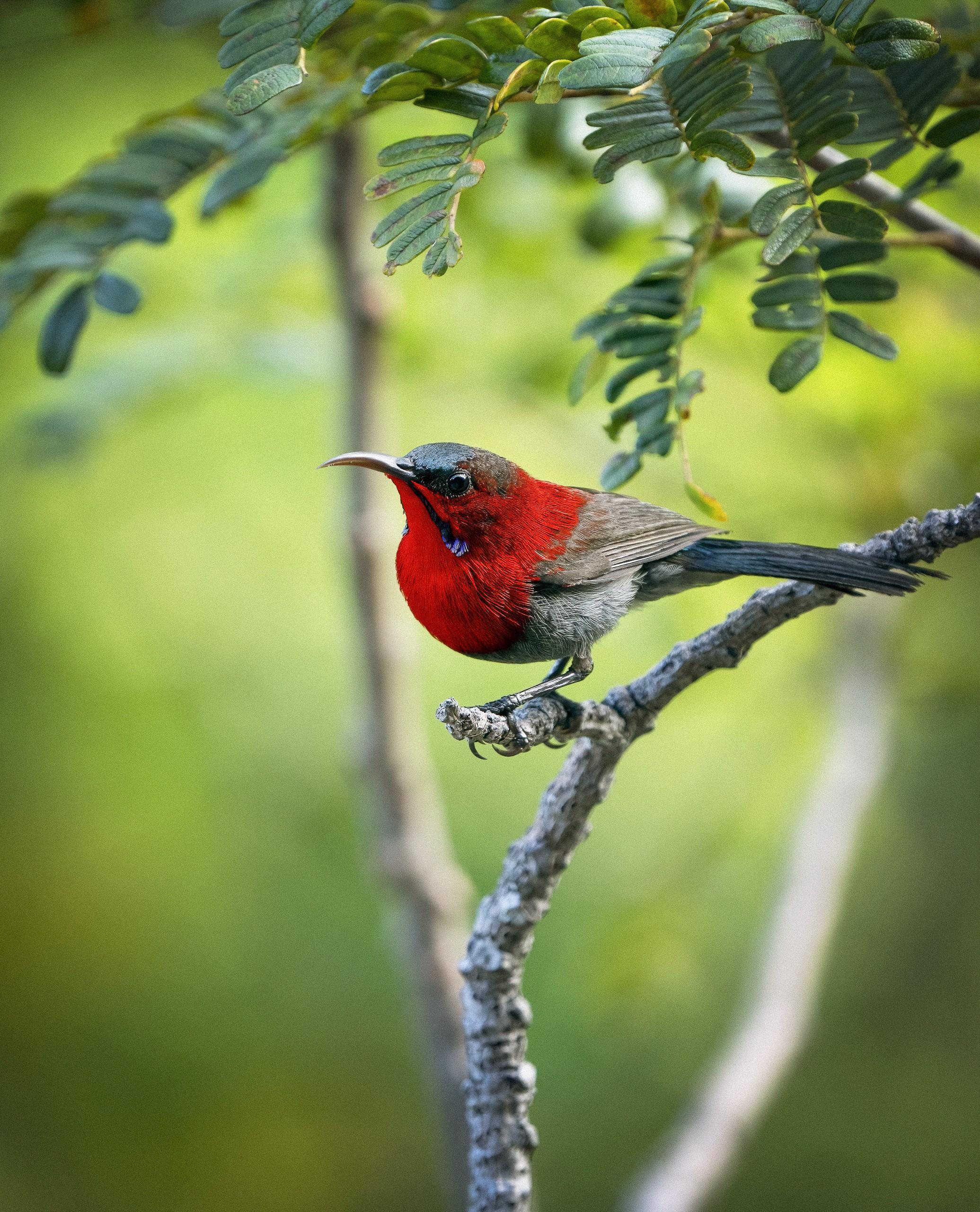 Crimson Sunbird at Banyan Tree Lang Co