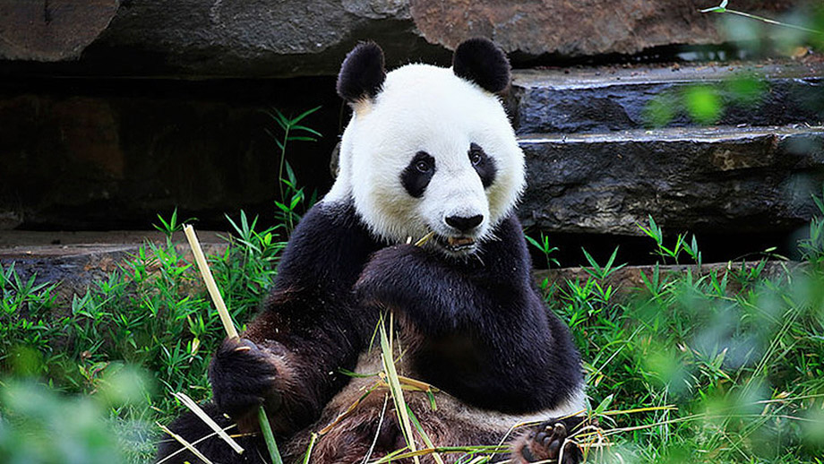 Anji Bamboo Expo Park
