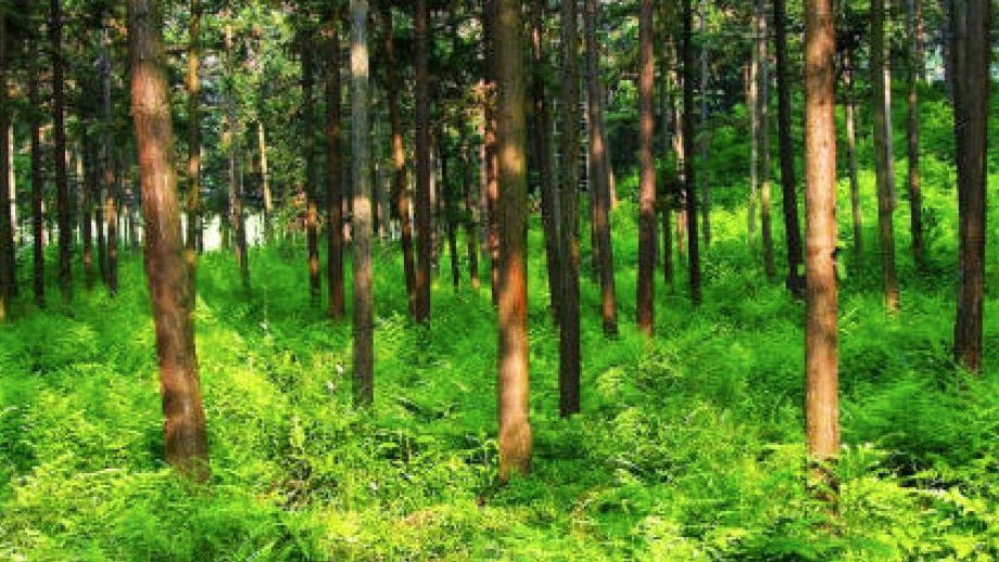 Zhongnan Baicao Garden