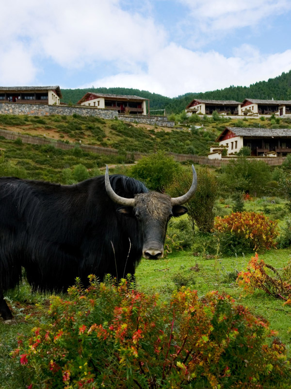 Banyan Tree Press Releases - Unesco Pledge