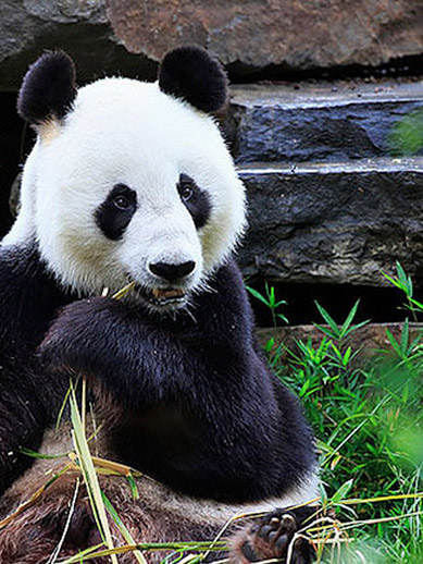 Banyan Tree China Anji Experiences - Anji Panda