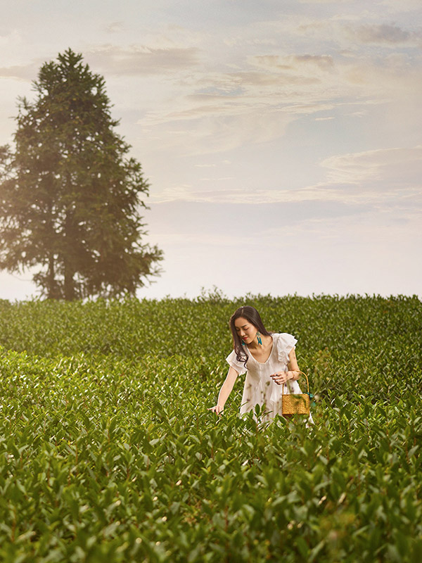 Banyan Tree China Anji Experiences - Anji White Tea