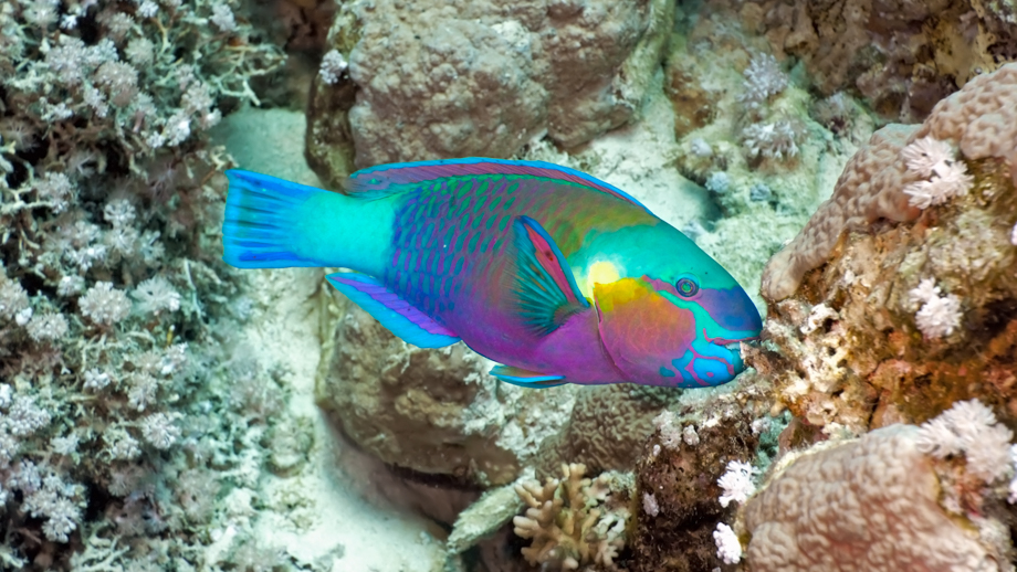 Banyan Tree Thailand Samui Experiences - Sustainability Experiences House Reef Snorkelling Class