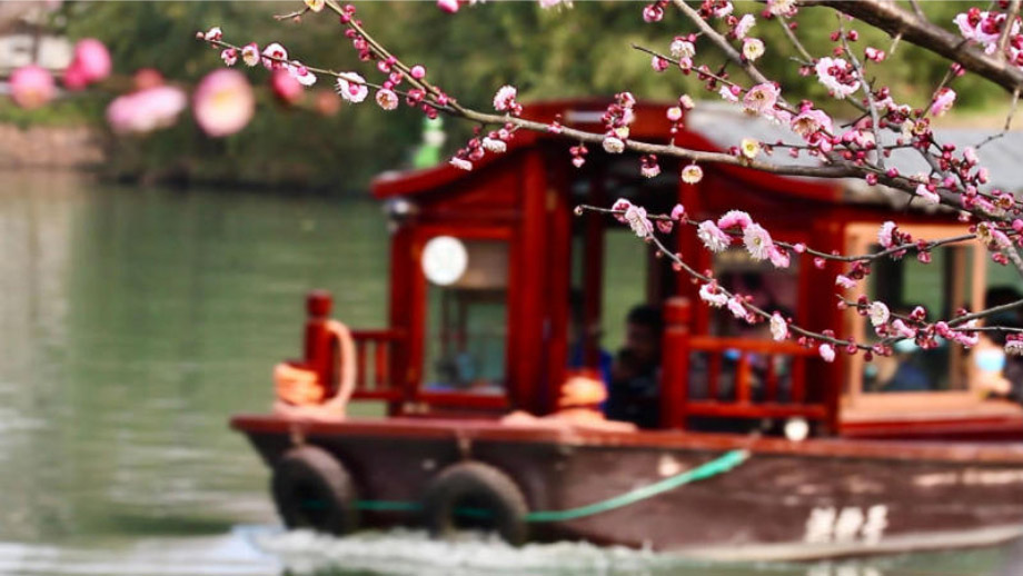 plum blossom festival