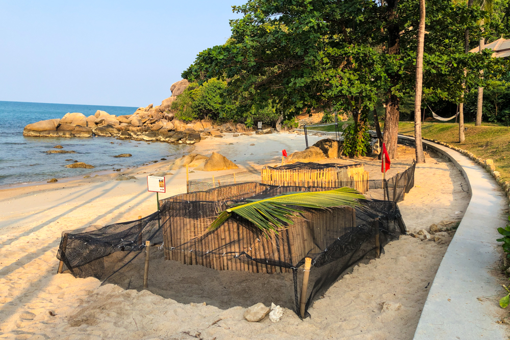 Banyan Tree Samui - Sea Turtles