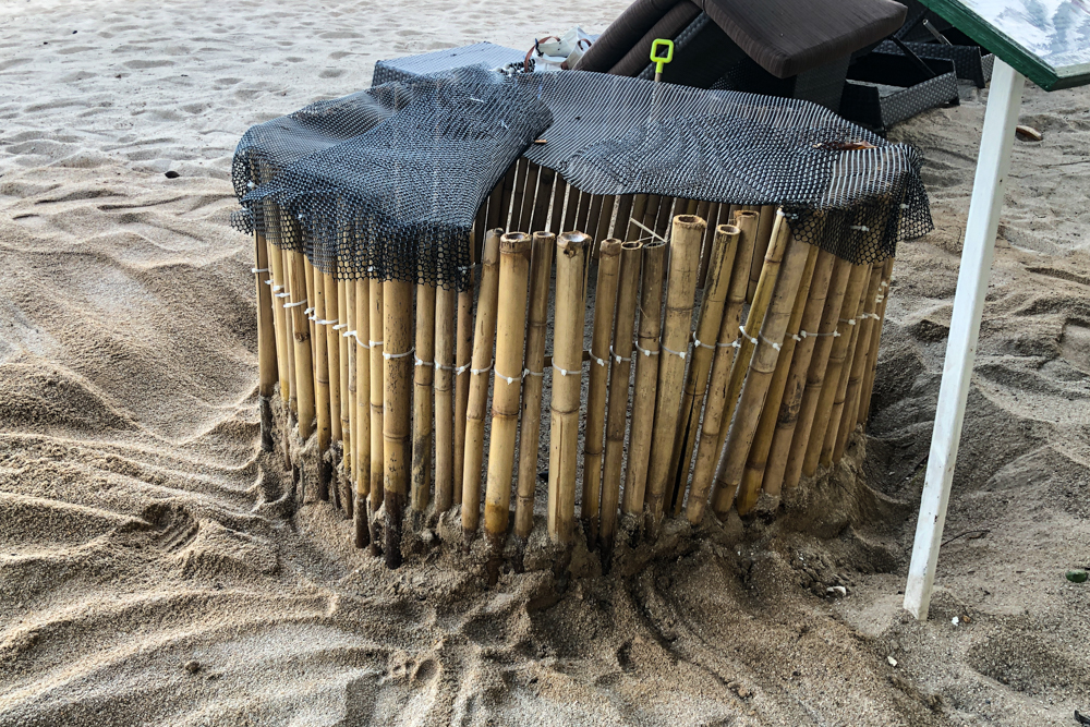 Banyan Tree Samui - Sea Turtles