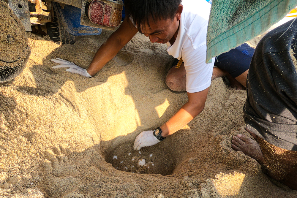 Banyan Tree Samui - Sea Turtles