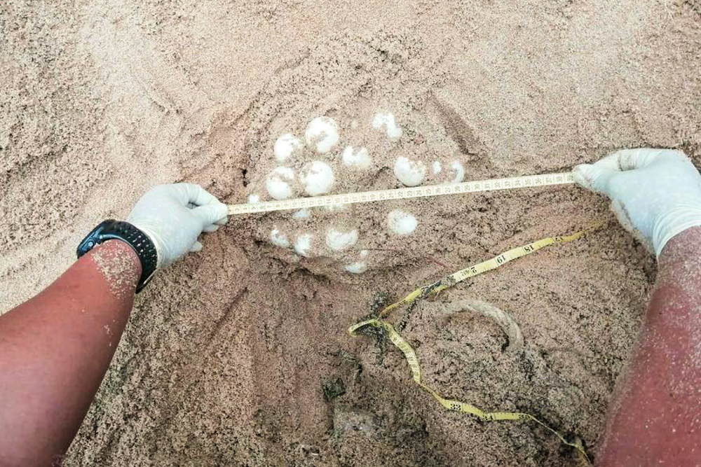 Banyan Tree Samui - Sea Turtles