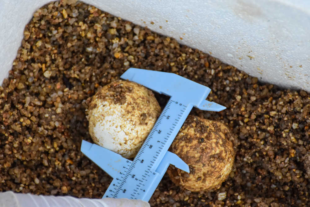 Banyan Tree Samui - Sea Turtles