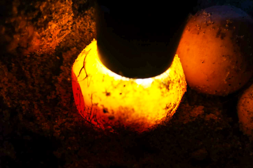 Banyan Tree Samui - Sea Turtles