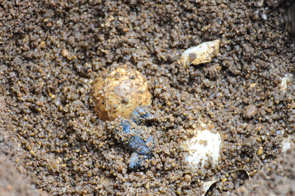 Banyan Tree Samui - Sea Turtles